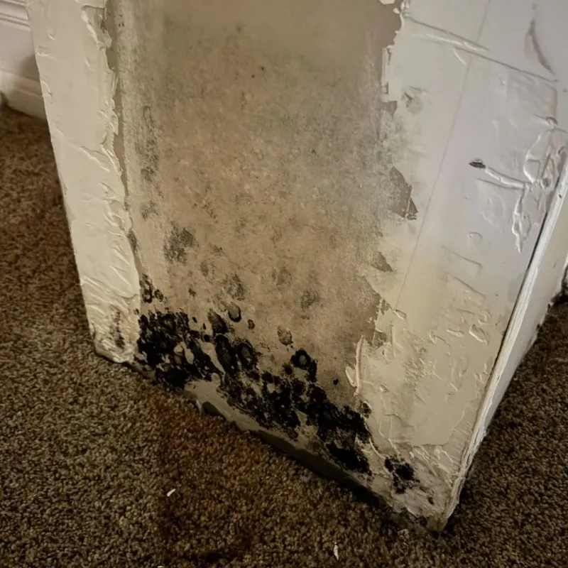 Professional Mold Removal in Gardner, MA